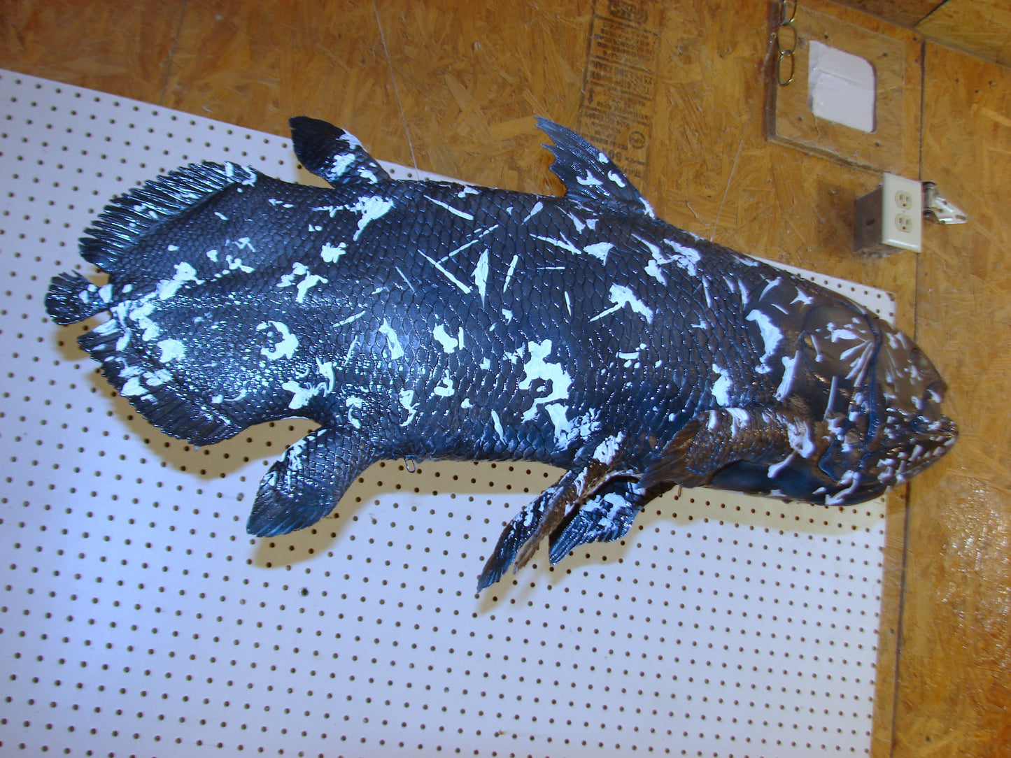 Coelacanth Fish Full Mount FREE SHIPPING