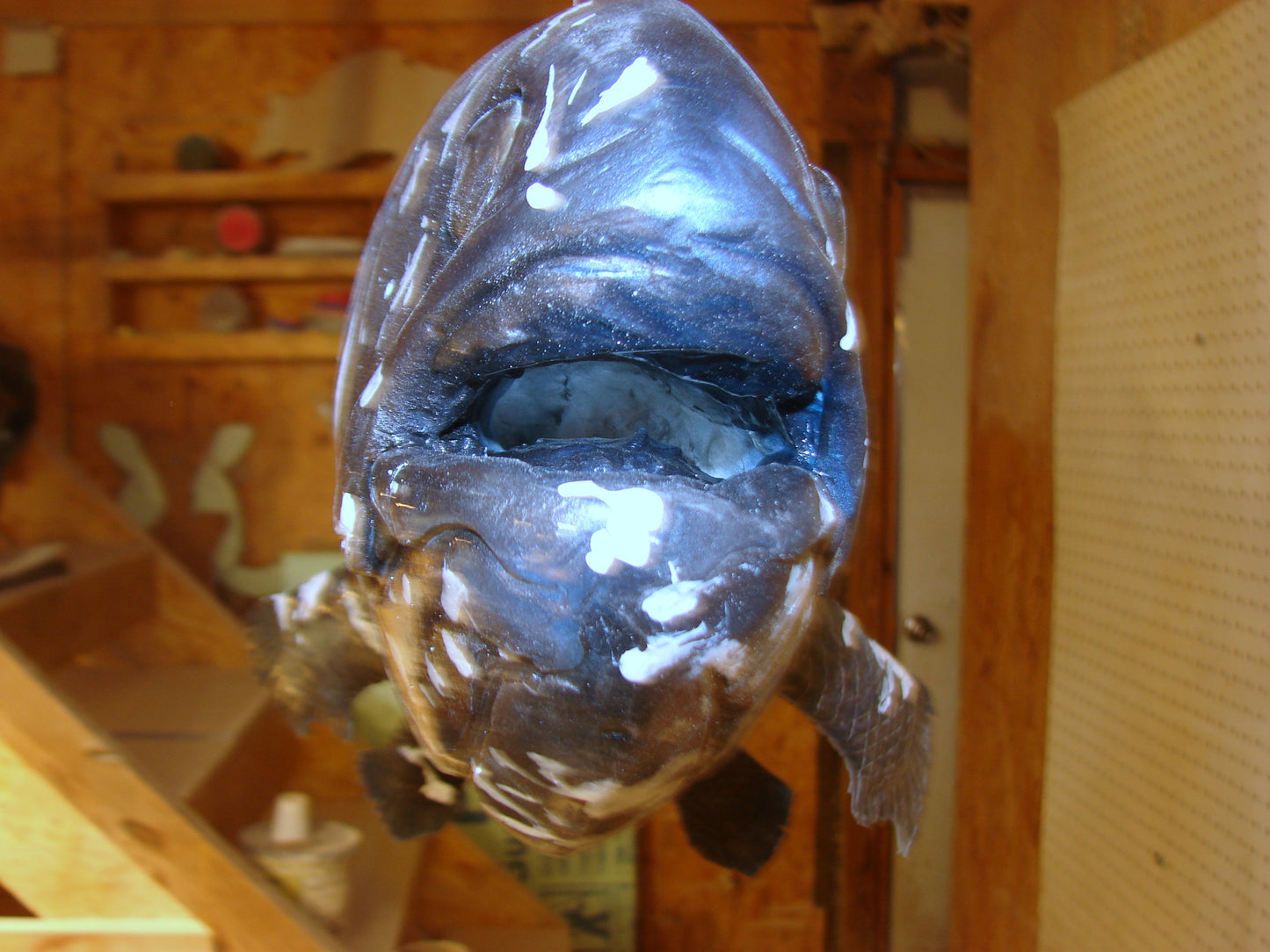 Coelacanth Fish Full Mount FREE SHIPPING