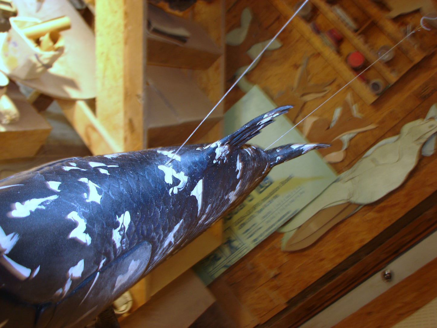 Coelacanth Fish Full Mount FREE SHIPPING