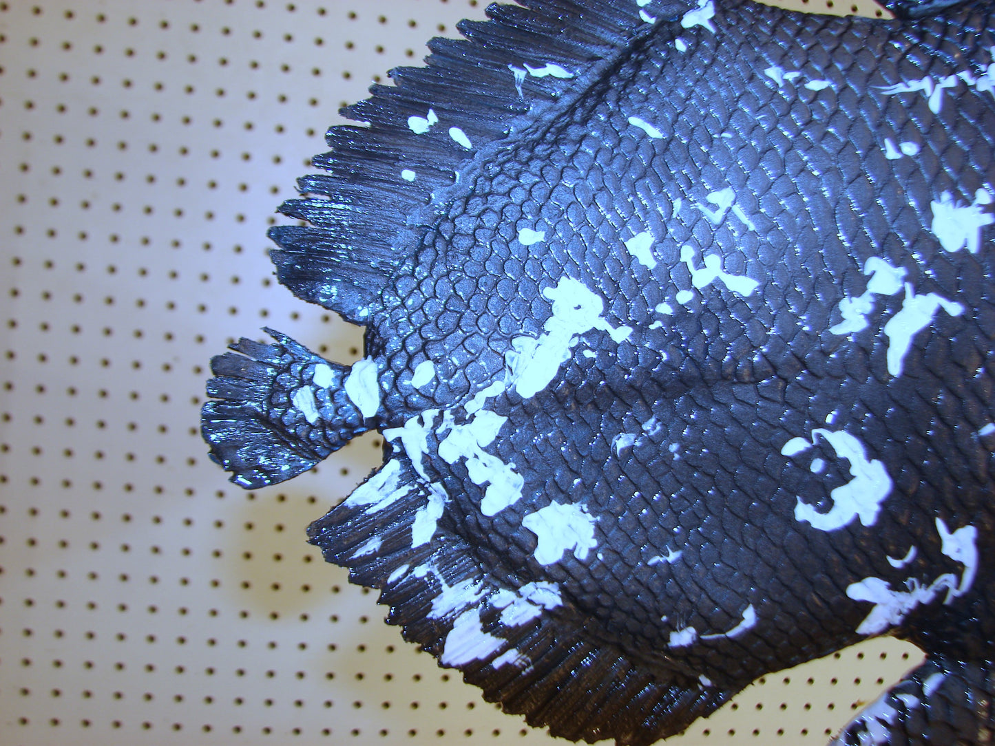 Coelacanth Fish Full Mount FREE SHIPPING