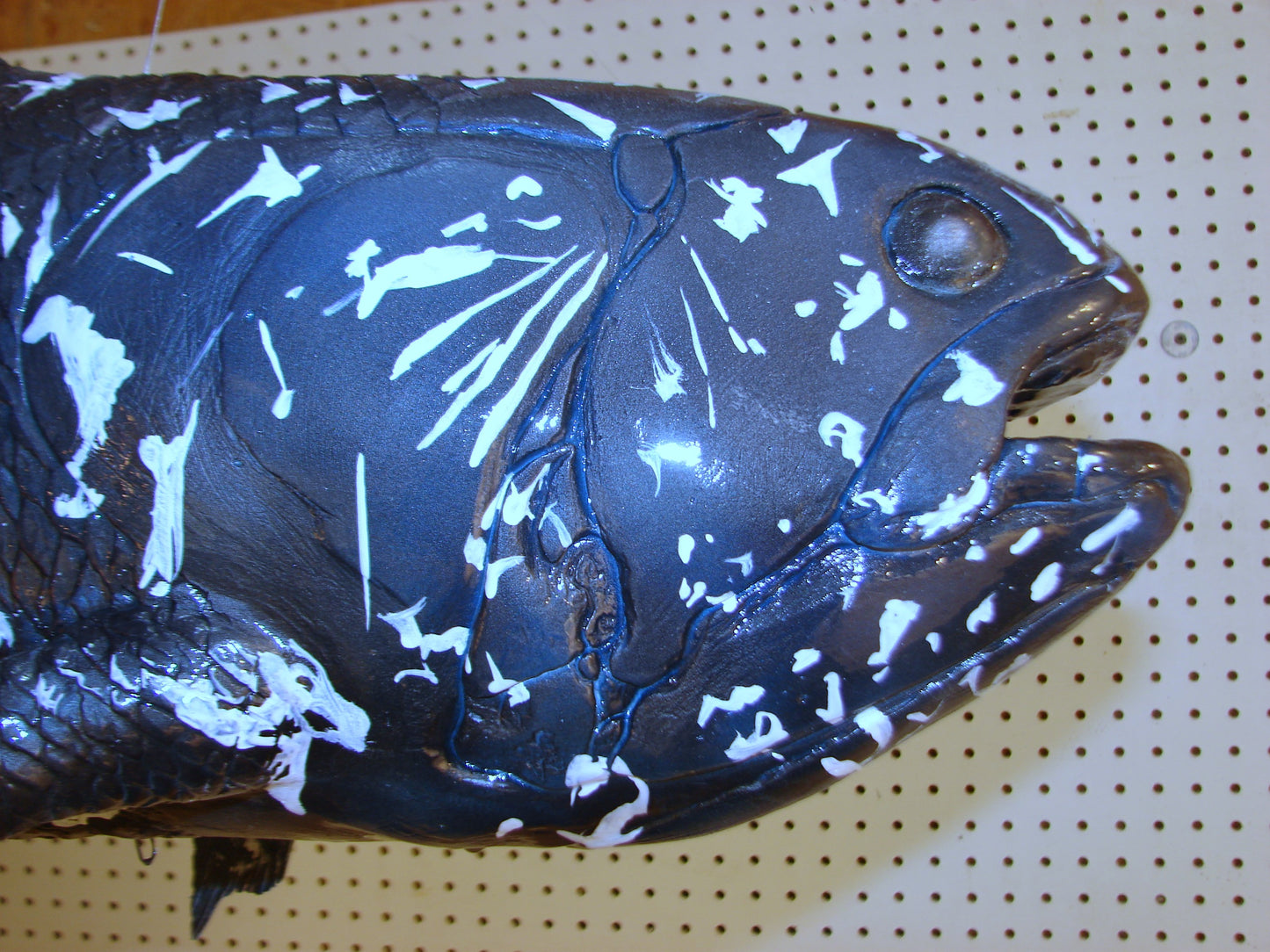 Coelacanth Fish Full Mount FREE SHIPPING
