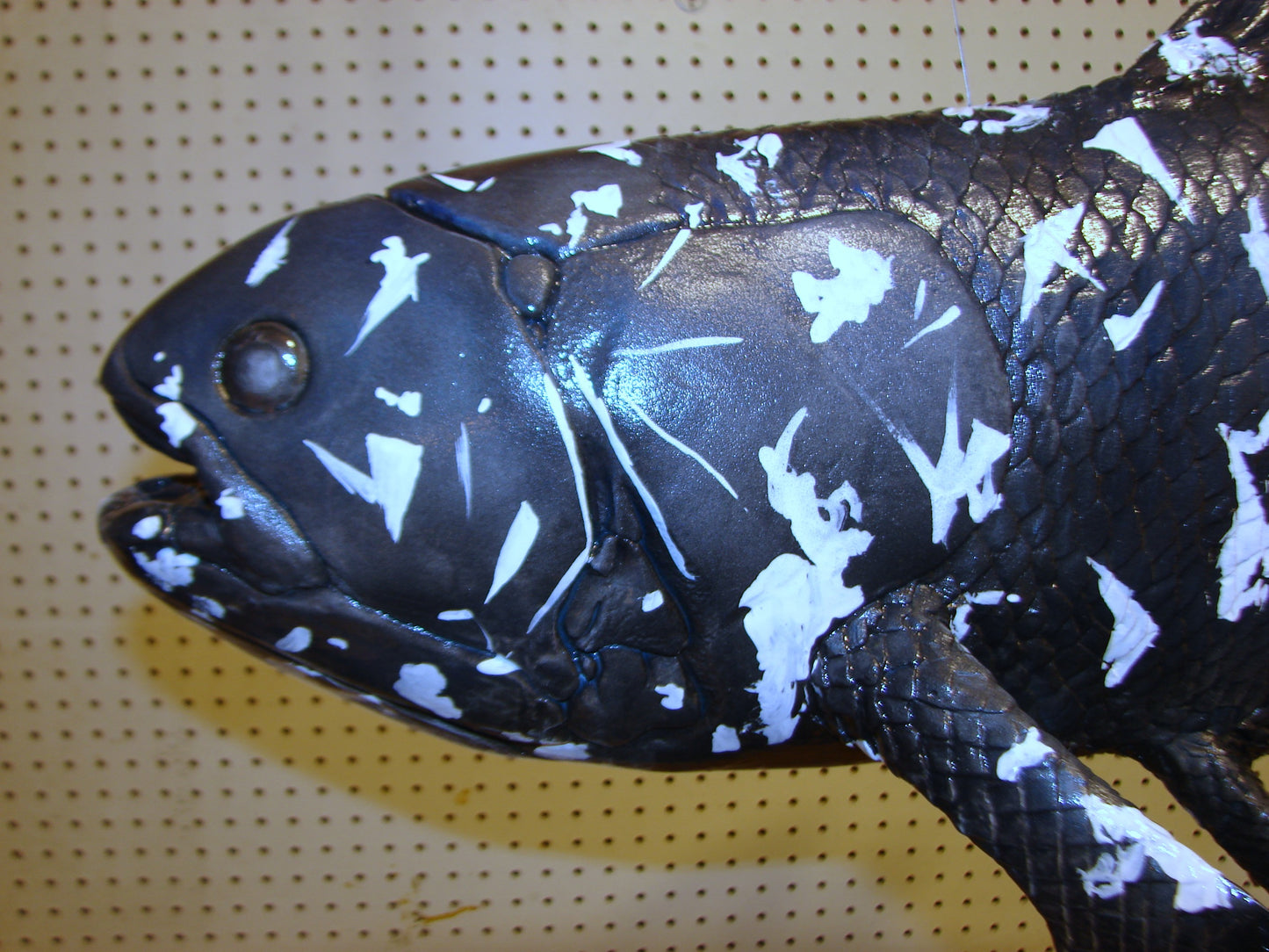 Coelacanth Fish Full Mount FREE SHIPPING