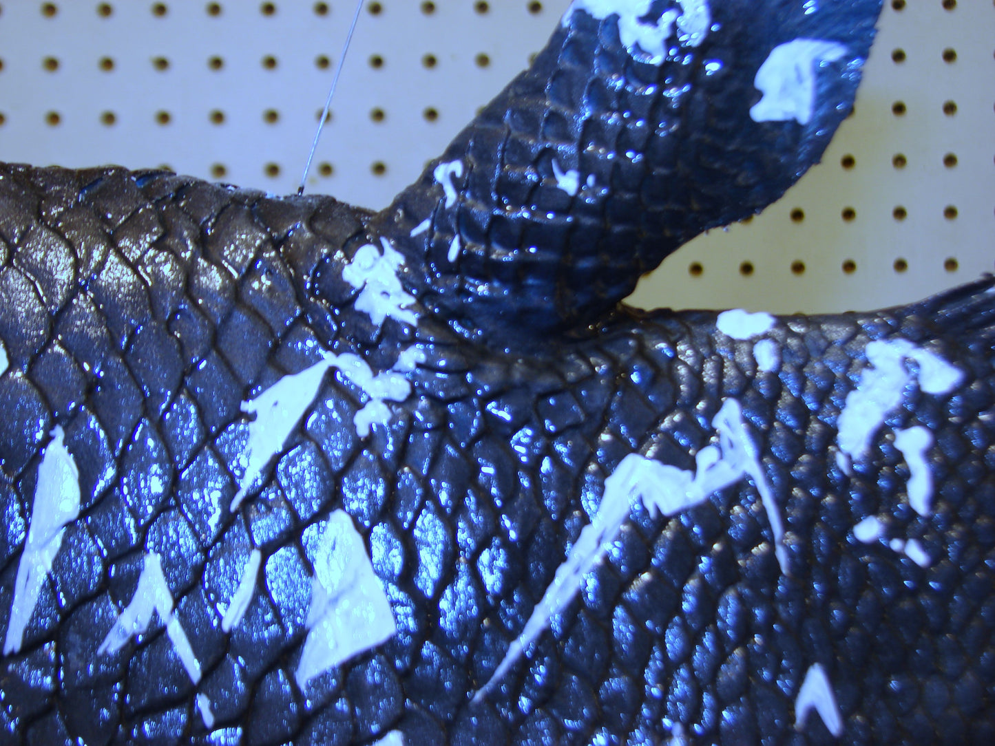 Coelacanth Fish Full Mount FREE SHIPPING