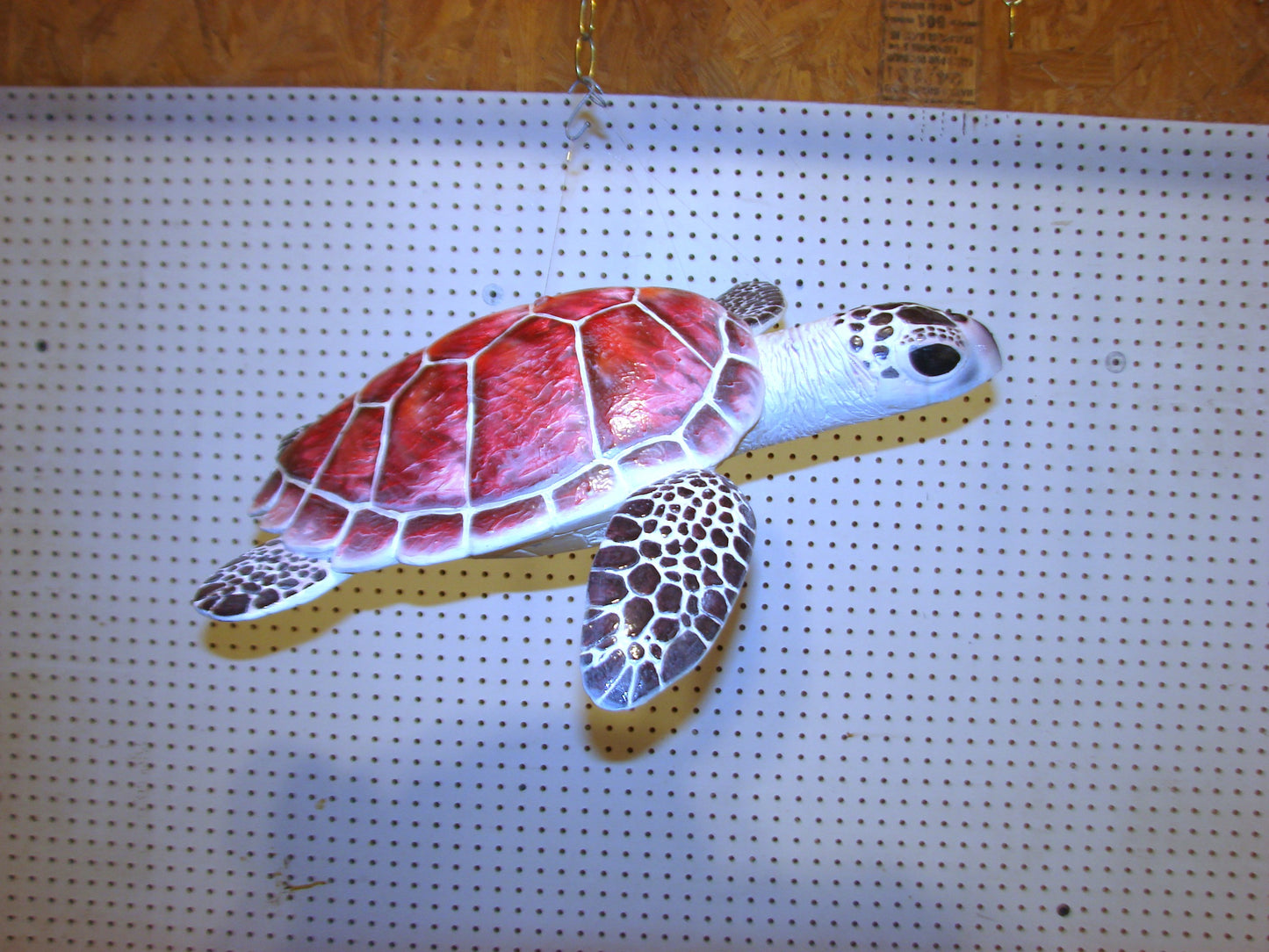 Hawksbill Sea Turtle Full Mount FREE SHIPPING