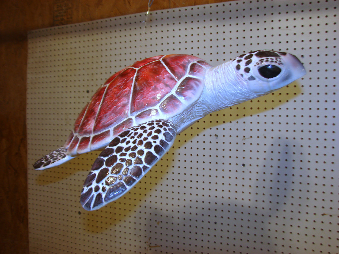 Hawksbill Sea Turtle Full Mount FREE SHIPPING