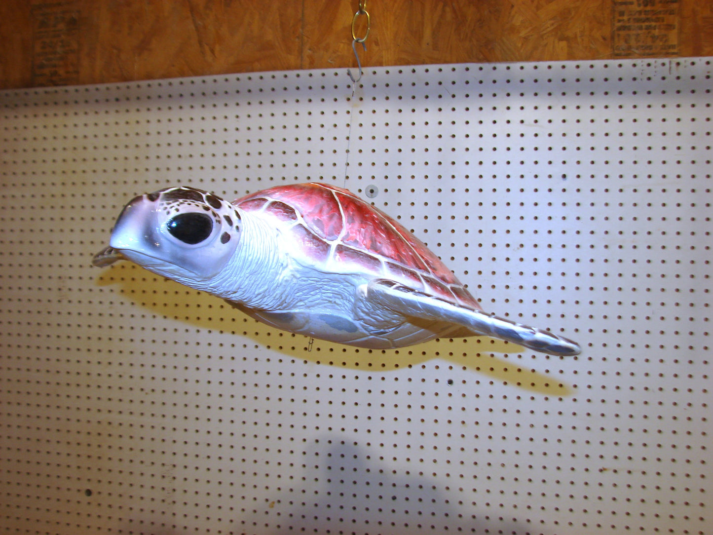 Hawksbill Sea Turtle Full Mount FREE SHIPPING