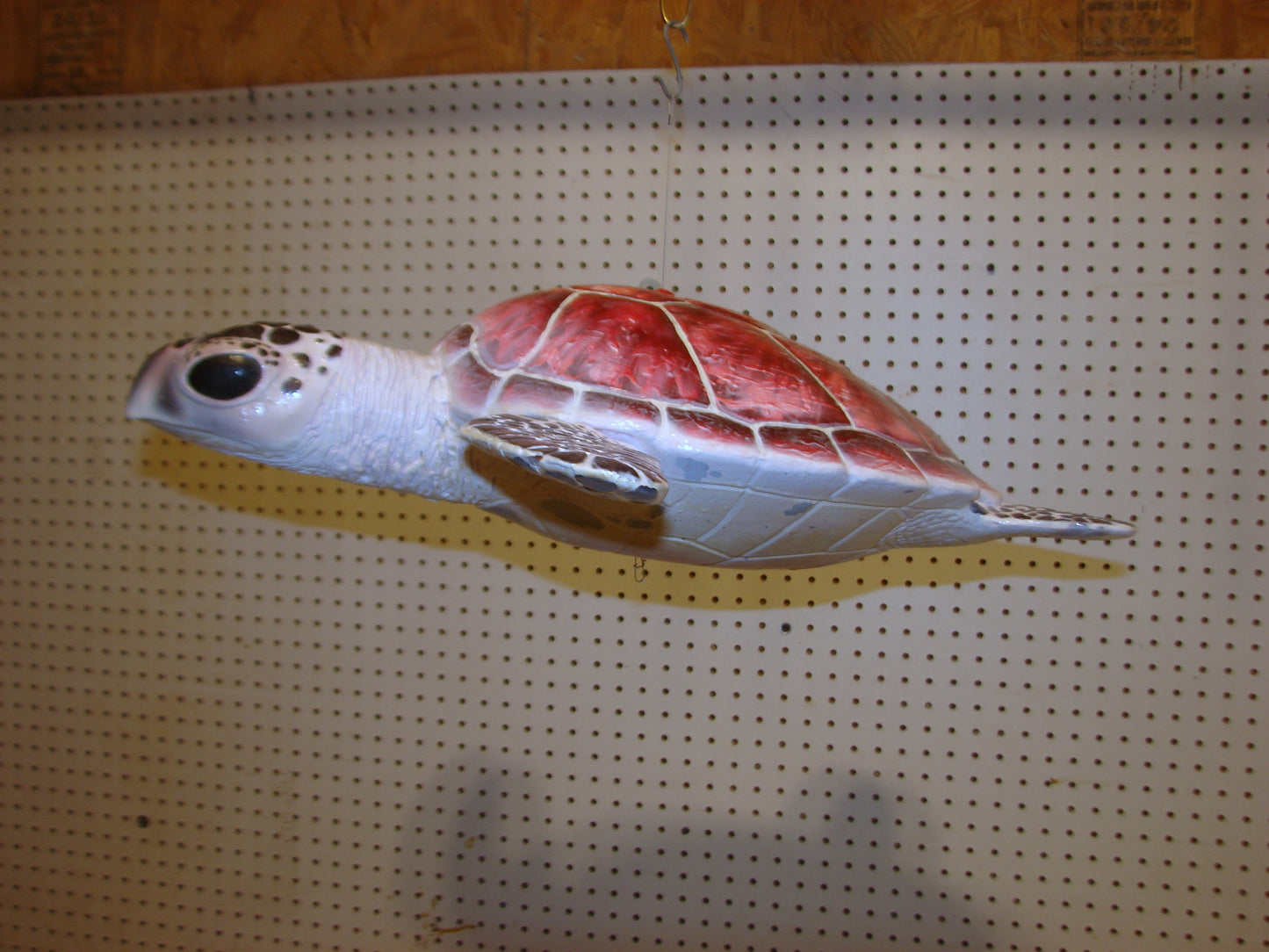 Hawksbill Sea Turtle Full Mount FREE SHIPPING