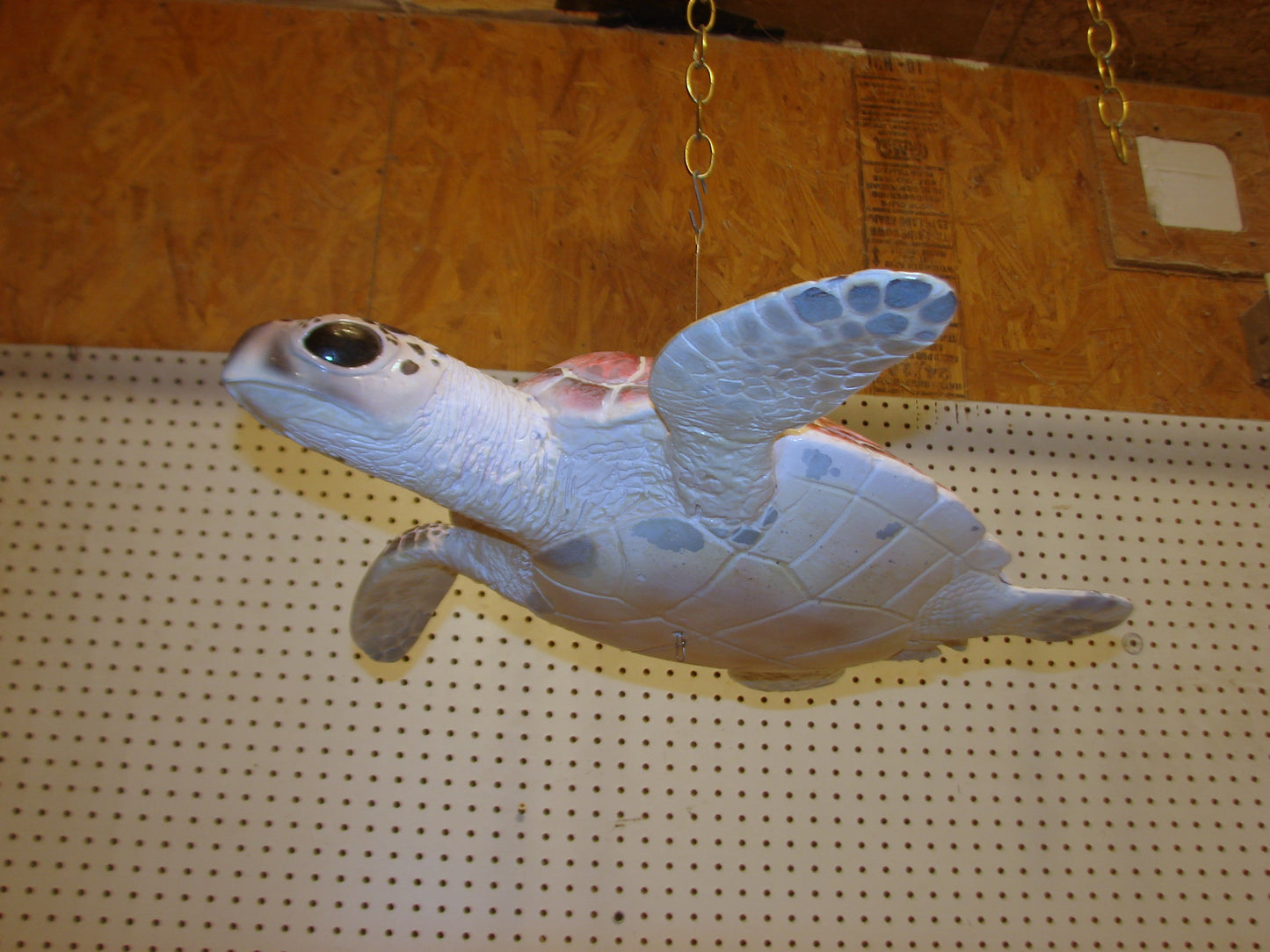 Hawksbill Sea Turtle Full Mount FREE SHIPPING