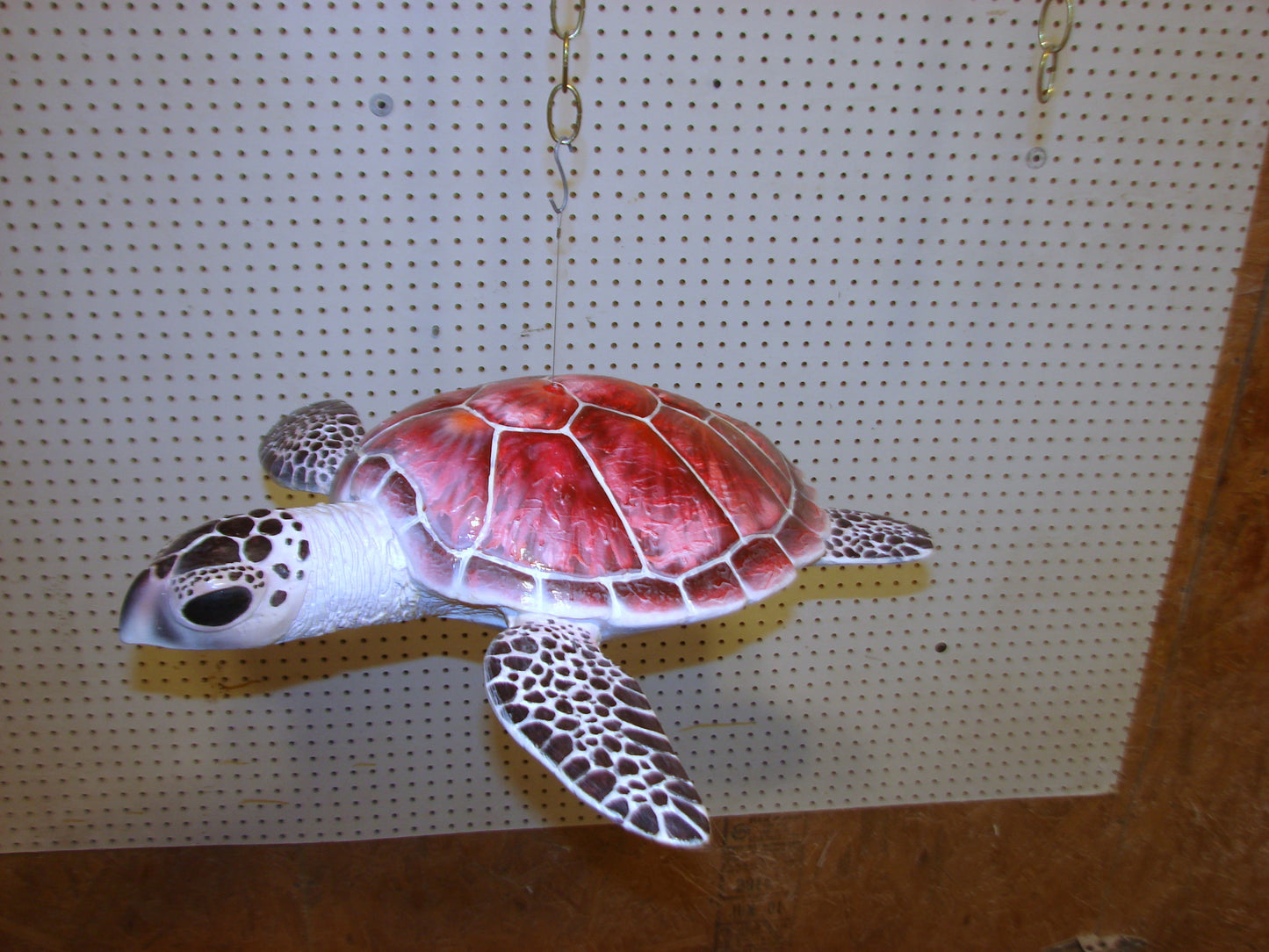 Hawksbill Sea Turtle Full Mount FREE SHIPPING