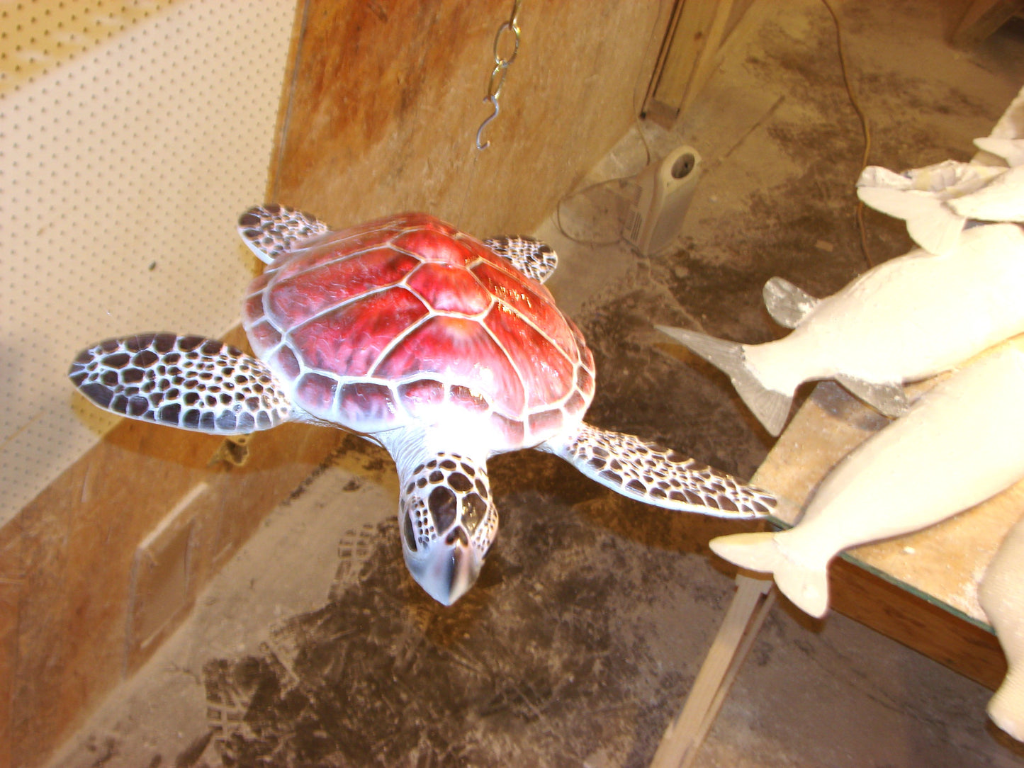 Hawksbill Sea Turtle Full Mount FREE SHIPPING
