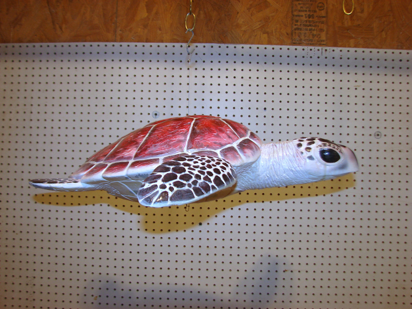 Hawksbill Sea Turtle Full Mount FREE SHIPPING