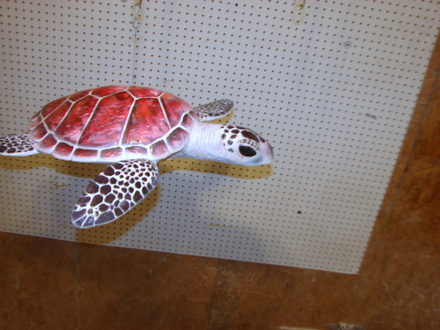 Hawksbill Sea Turtle Full Mount FREE SHIPPING