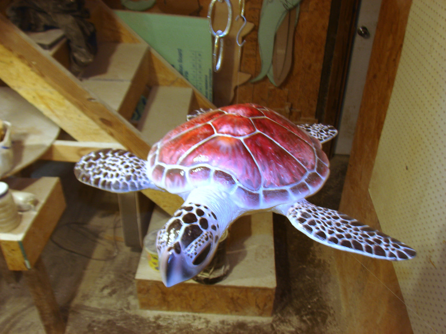 Hawksbill Sea Turtle Full Mount FREE SHIPPING