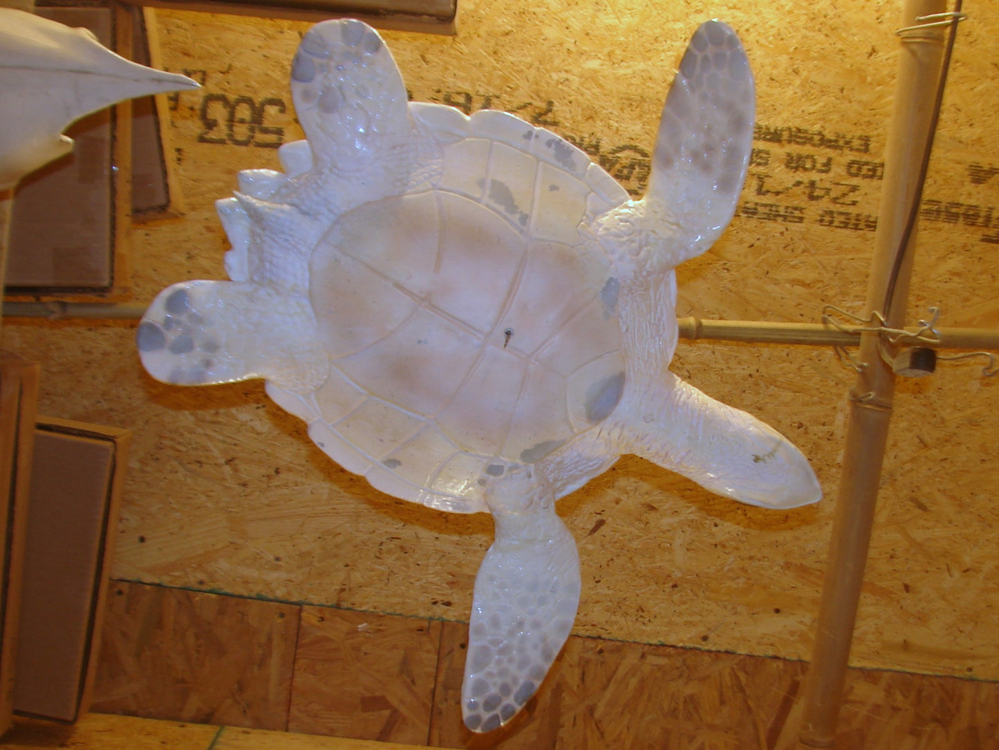 Hawksbill Sea Turtle Full Mount FREE SHIPPING