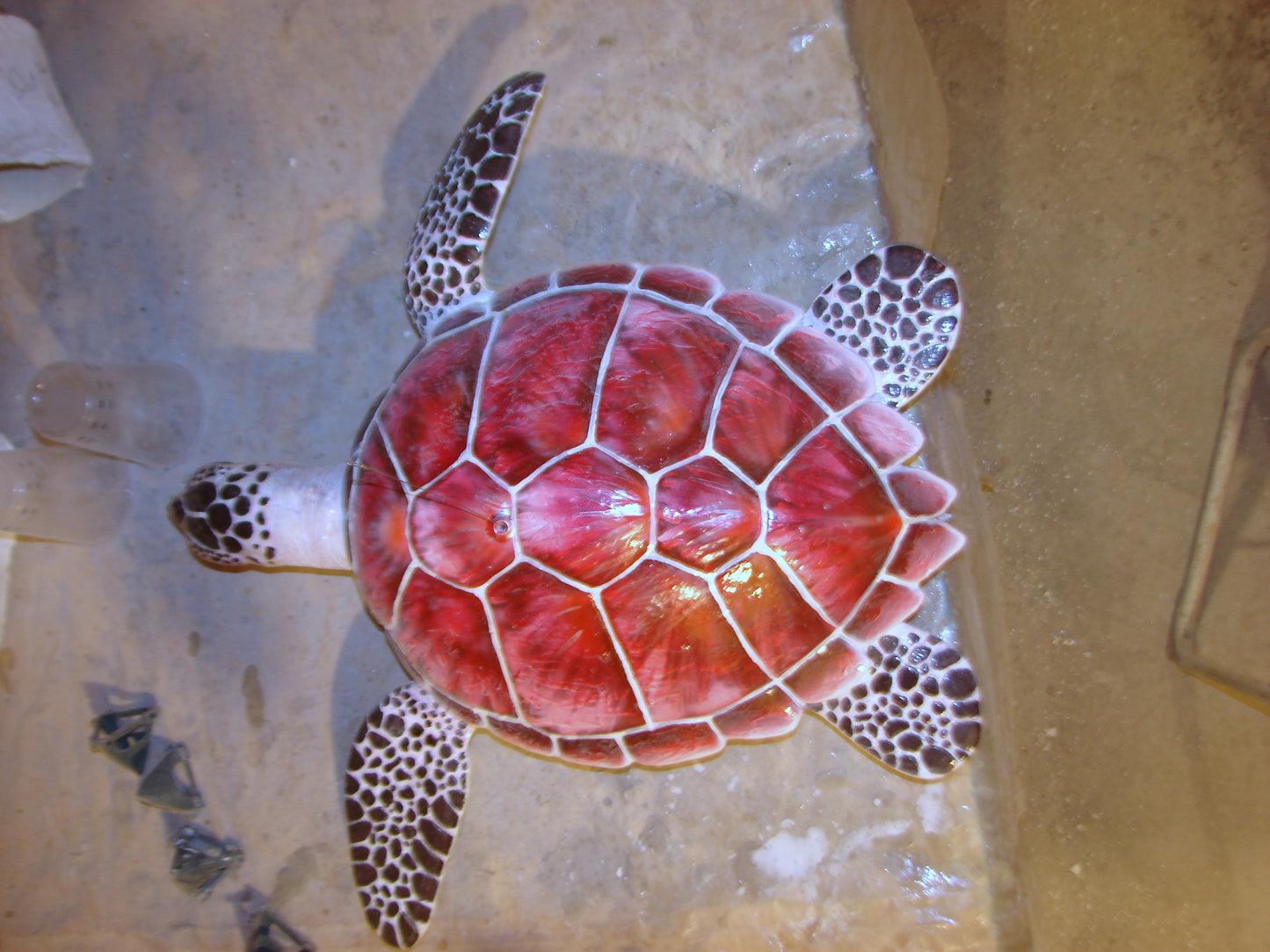 Hawksbill Sea Turtle Full Mount FREE SHIPPING