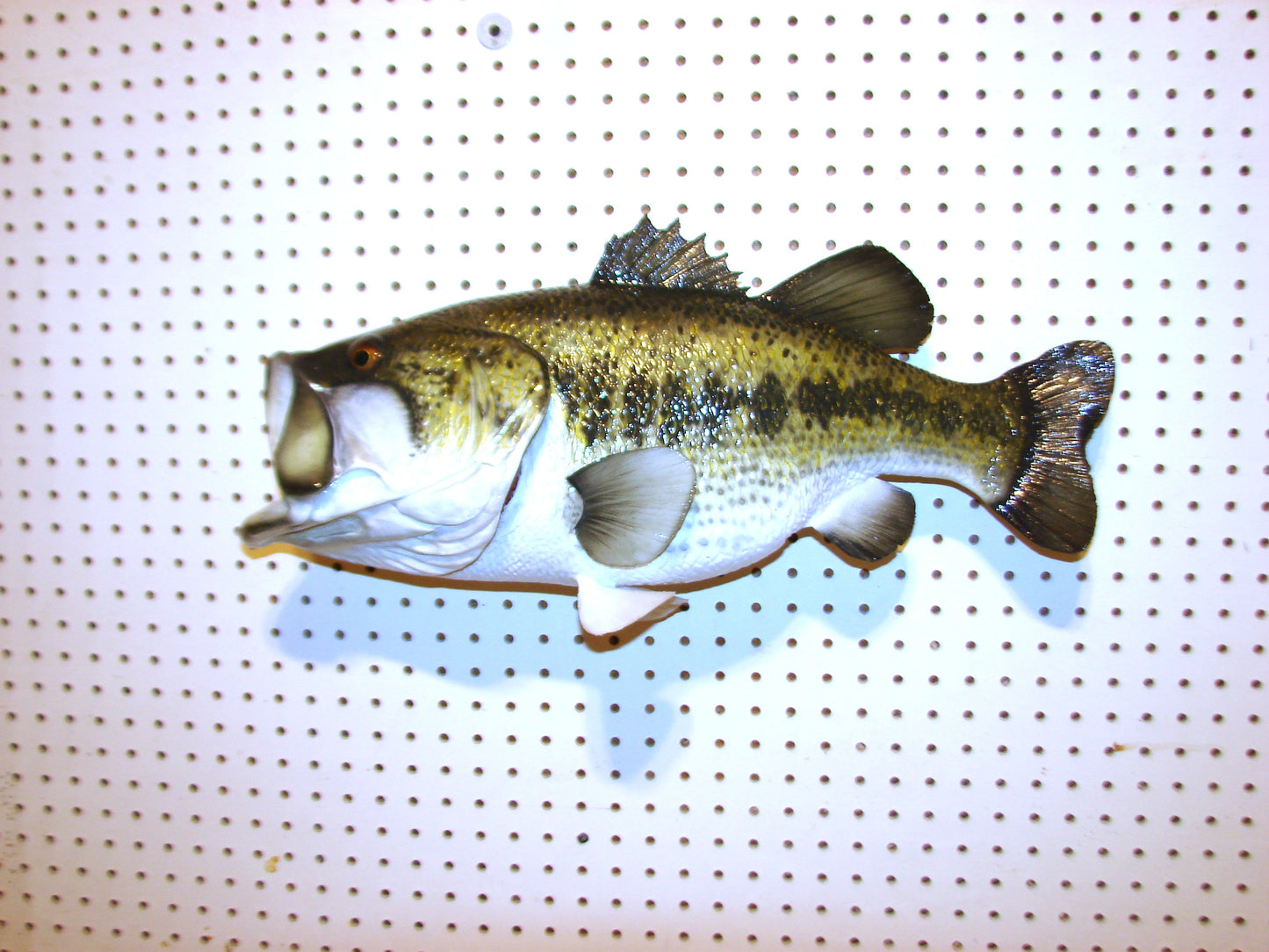 23" Largemouth Bass FREE SHIPPING