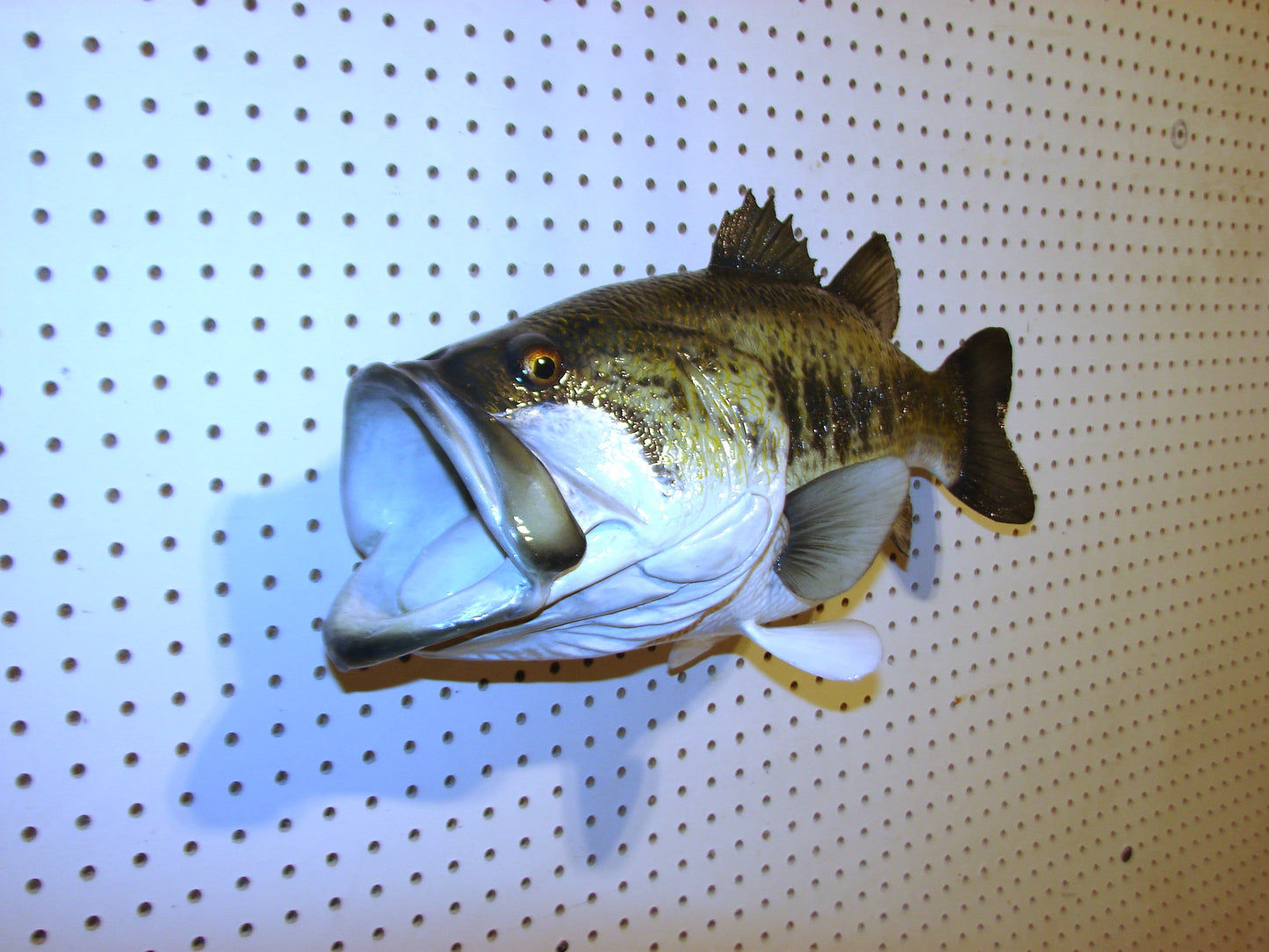23" Largemouth Bass FREE SHIPPING