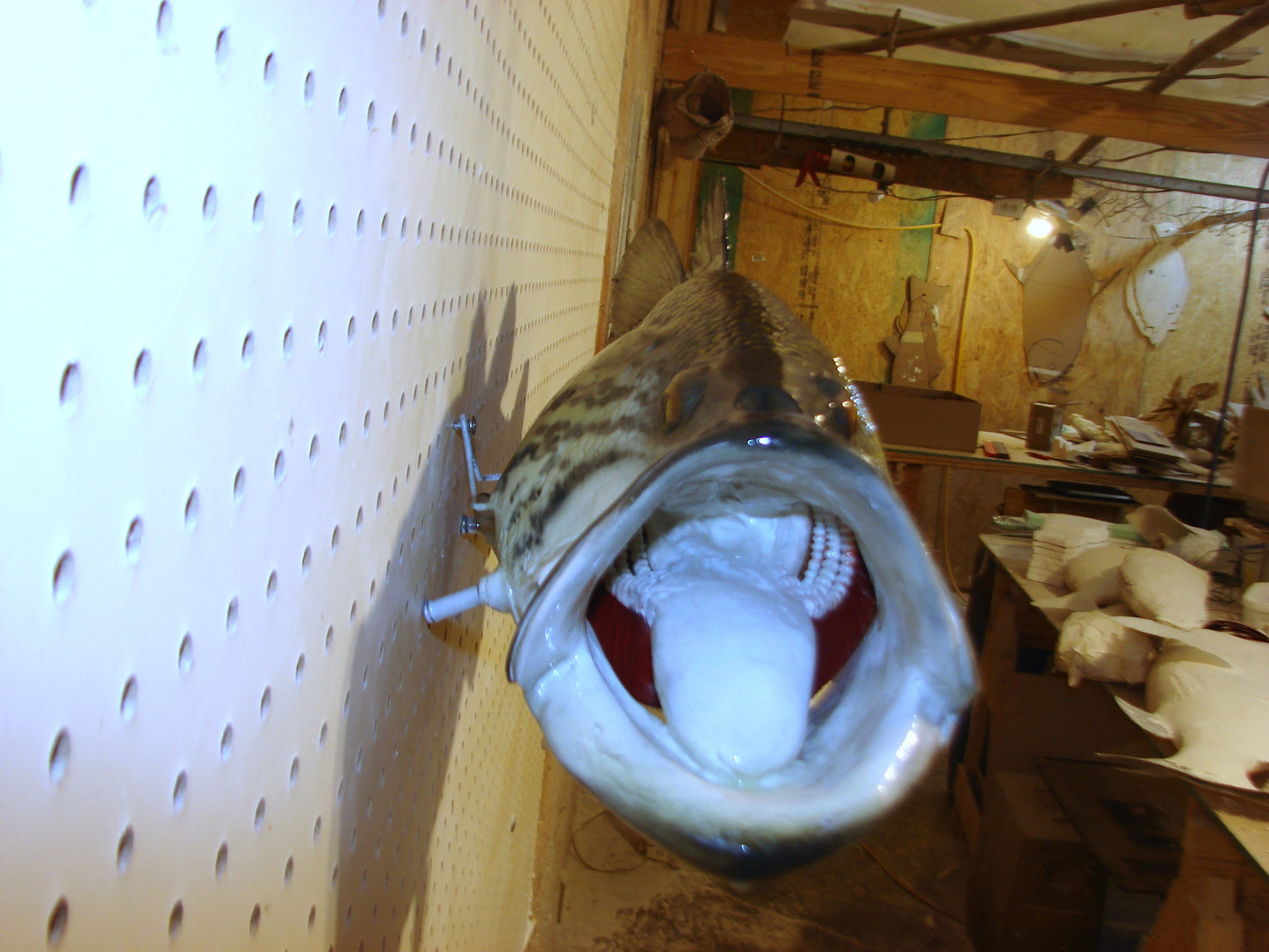 23" Largemouth Bass FREE SHIPPING