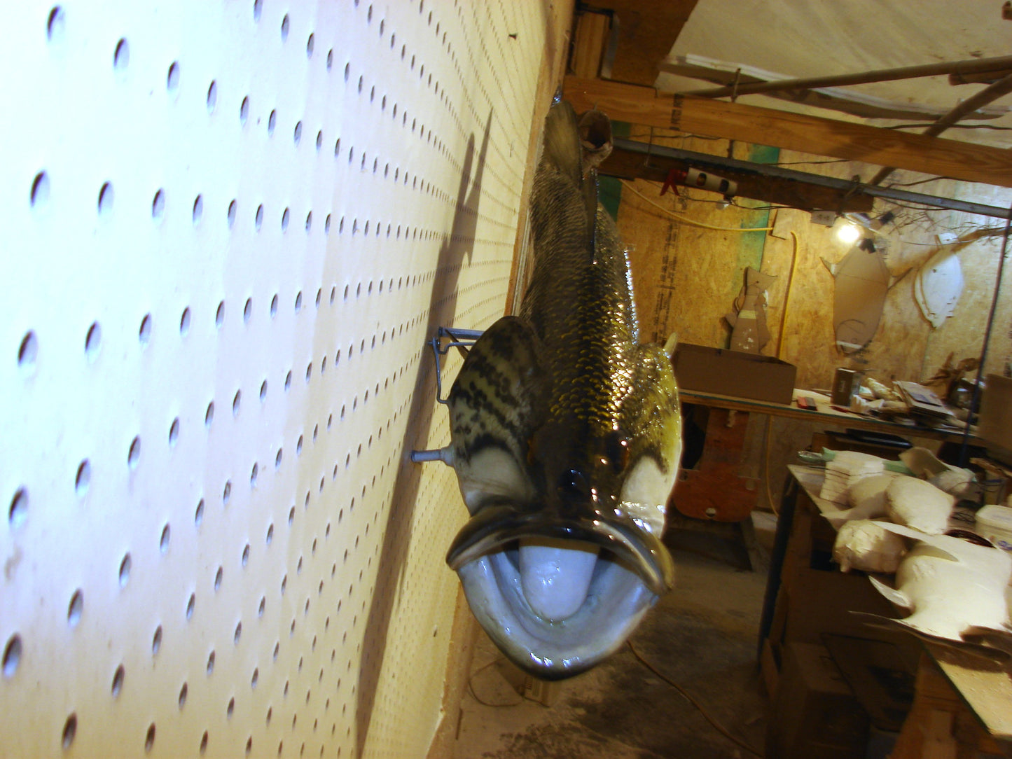 23" Largemouth Bass FREE SHIPPING