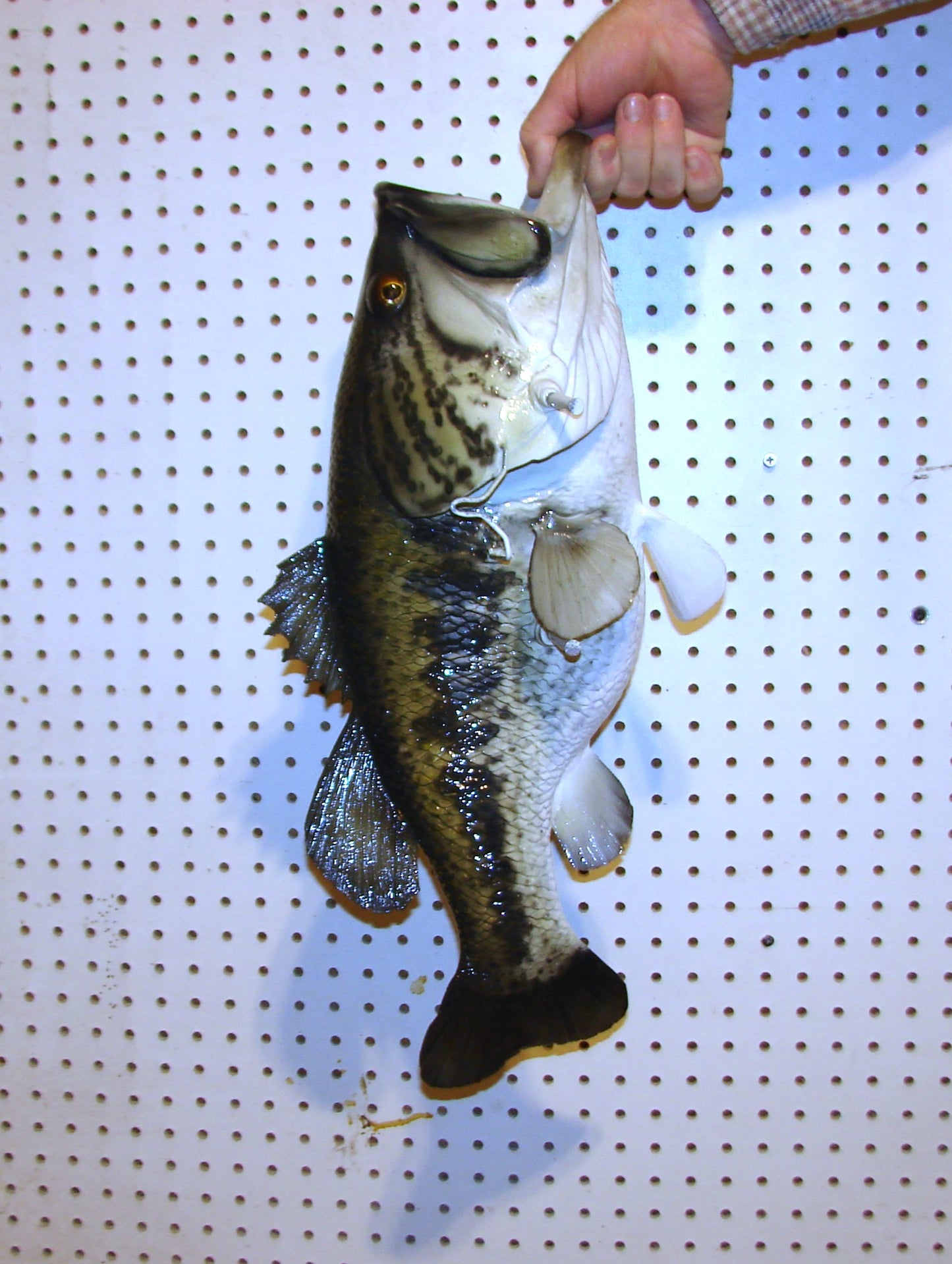 23" Largemouth Bass FREE SHIPPING
