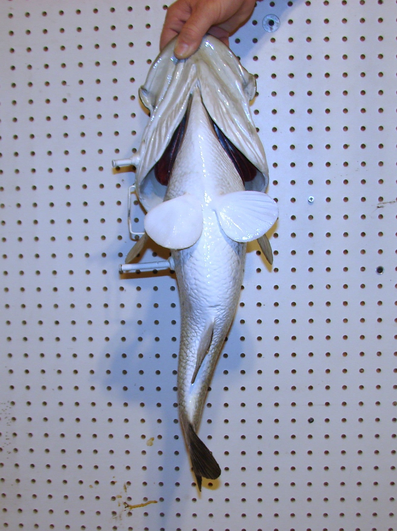 23" Largemouth Bass FREE SHIPPING