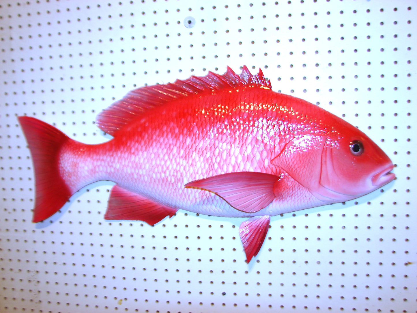 31" Red Snapper FREE SHIPPING