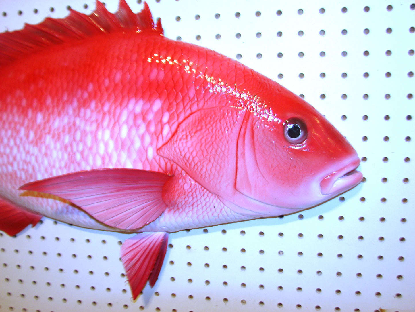 31" Red Snapper FREE SHIPPING
