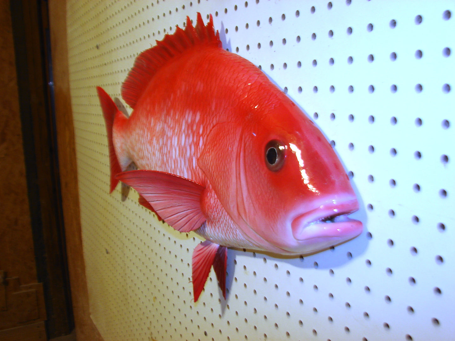 31" Red Snapper FREE SHIPPING
