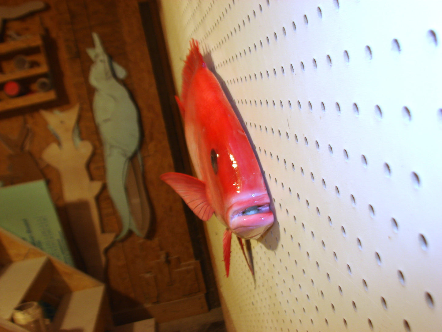 31" Red Snapper FREE SHIPPING