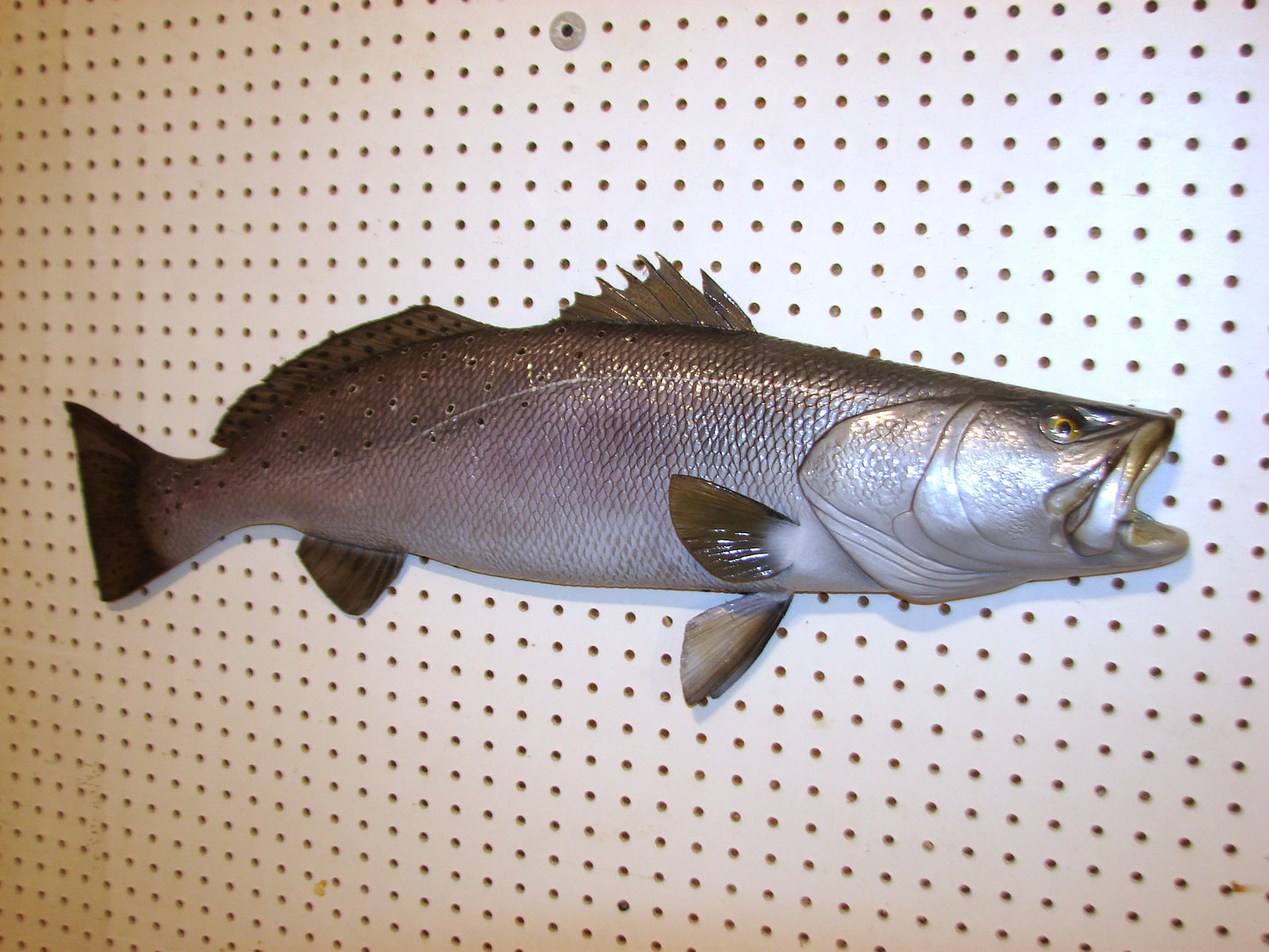 32" Speckled Sea Trout 1/2 mount  FREE SHIPPING
