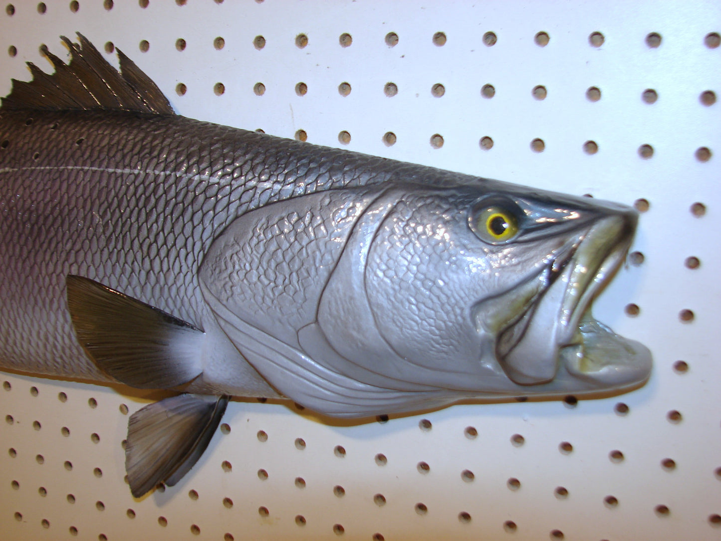 32" Speckled Sea Trout 1/2 mount  FREE SHIPPING