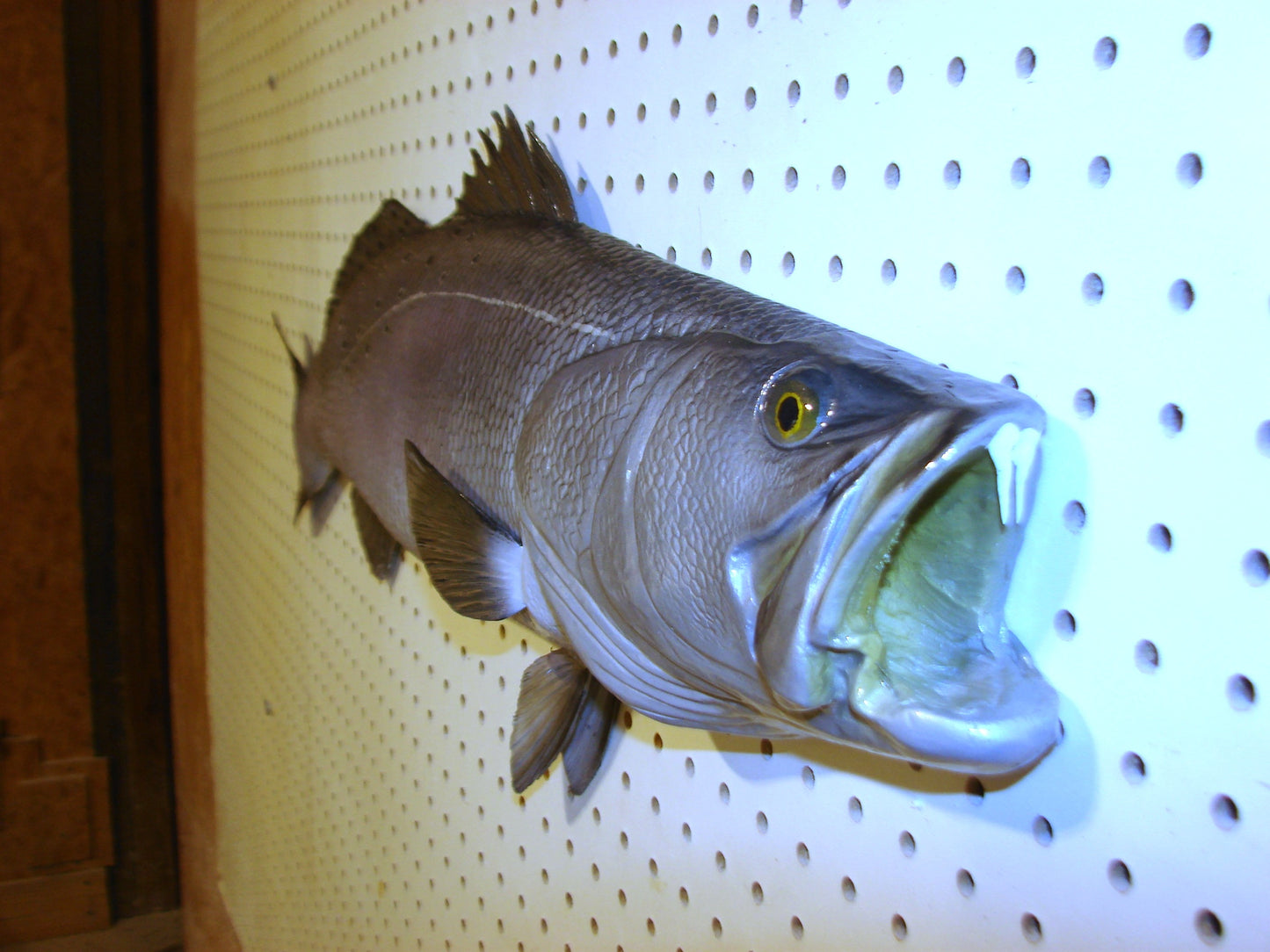 32" Speckled Sea Trout 1/2 mount  FREE SHIPPING