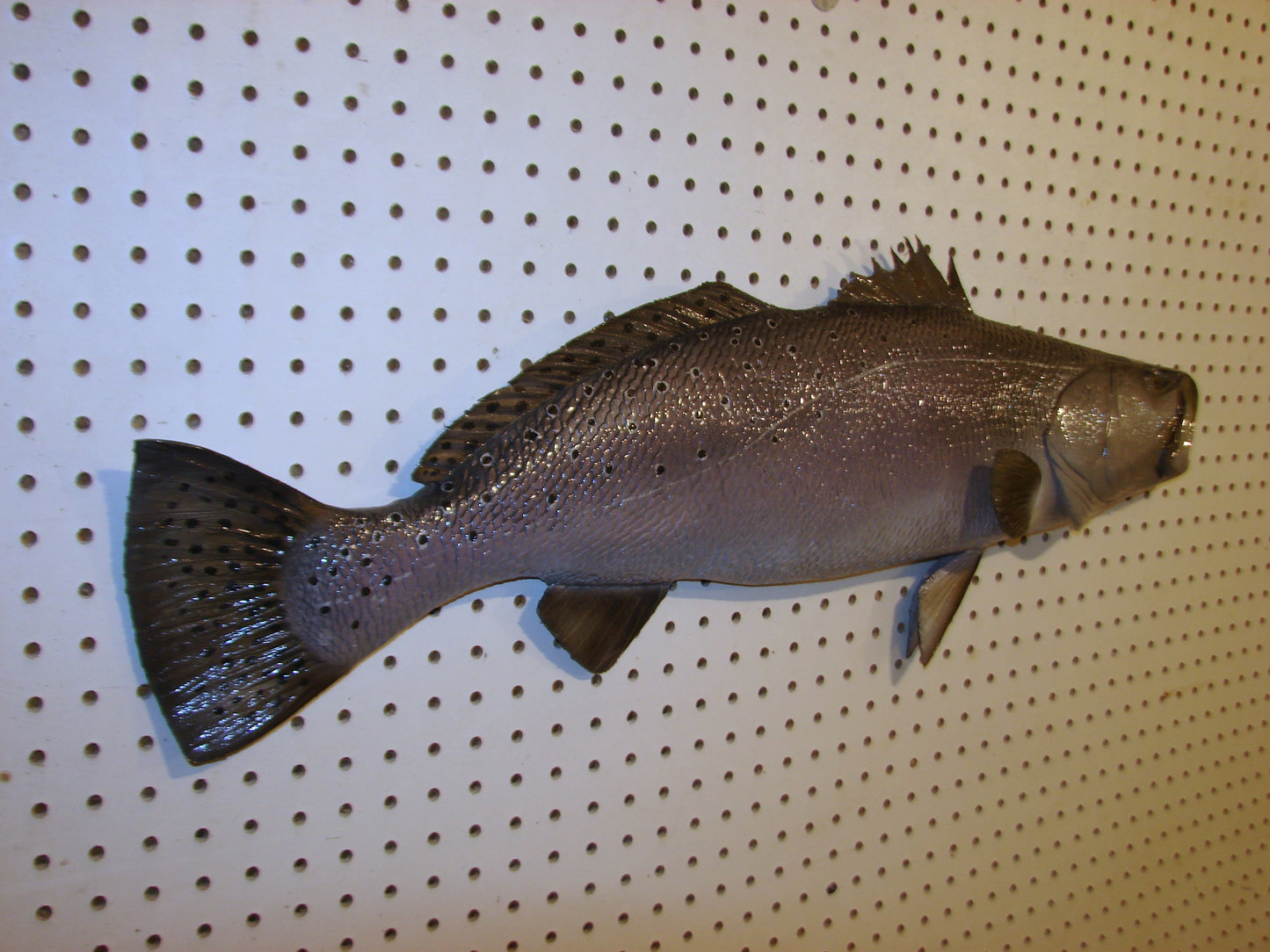 32" Speckled Sea Trout 1/2 mount  FREE SHIPPING