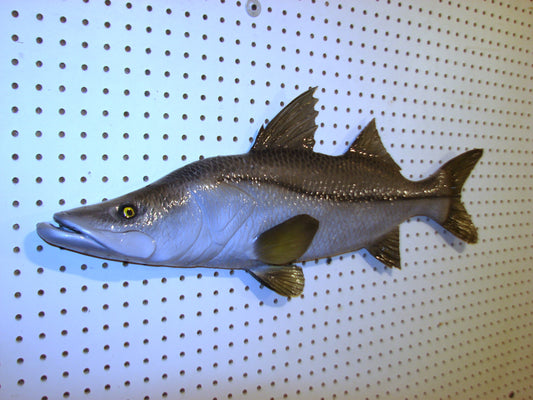 30" Snook Fish Mount FREE SHIPPING