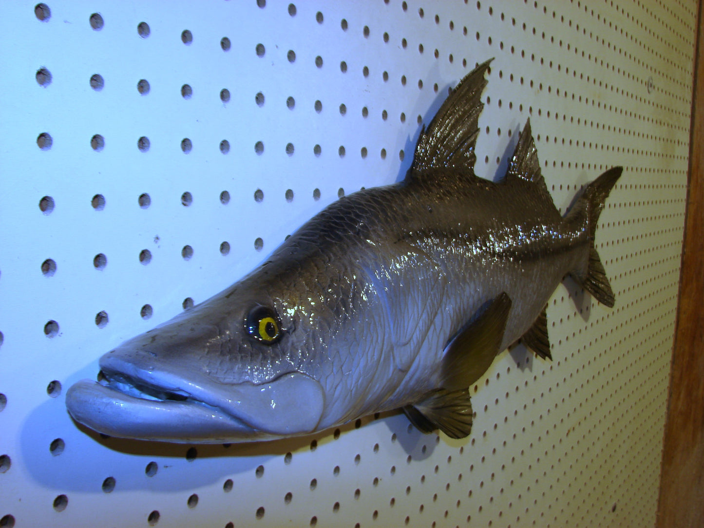 30" Snook Fish Mount FREE SHIPPING