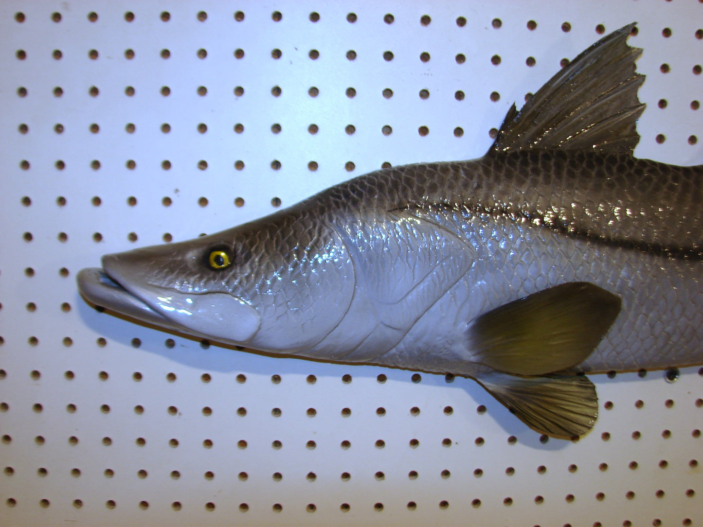 30" Snook Fish Mount FREE SHIPPING