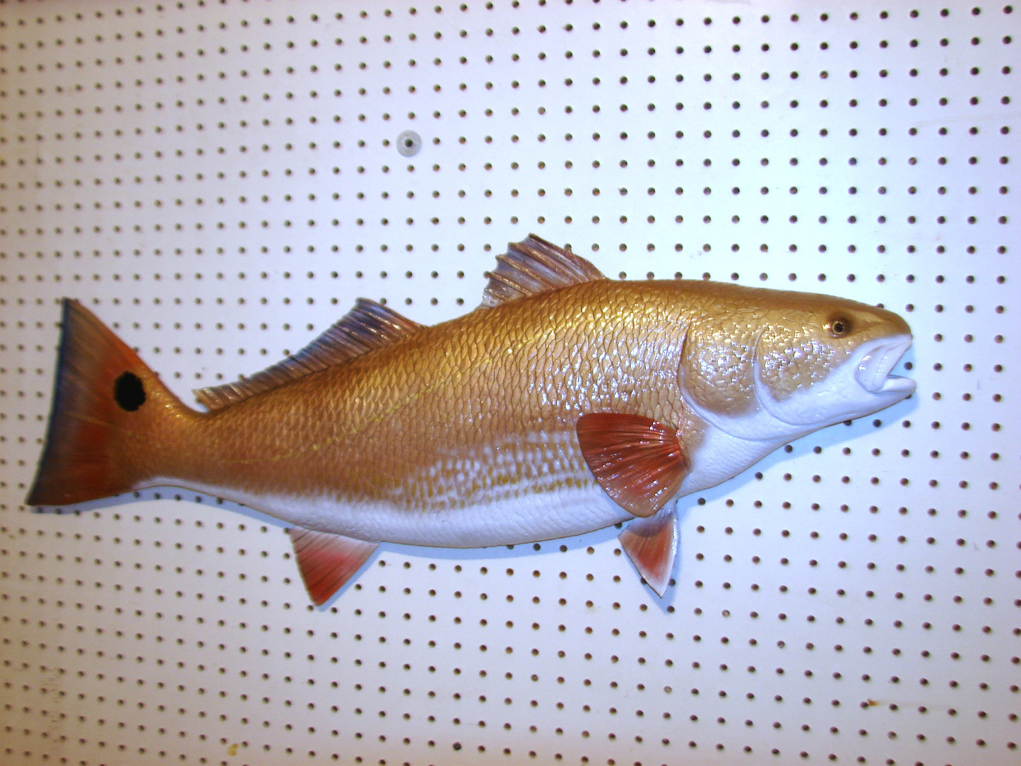 36" Redfish FREE SHIPPING