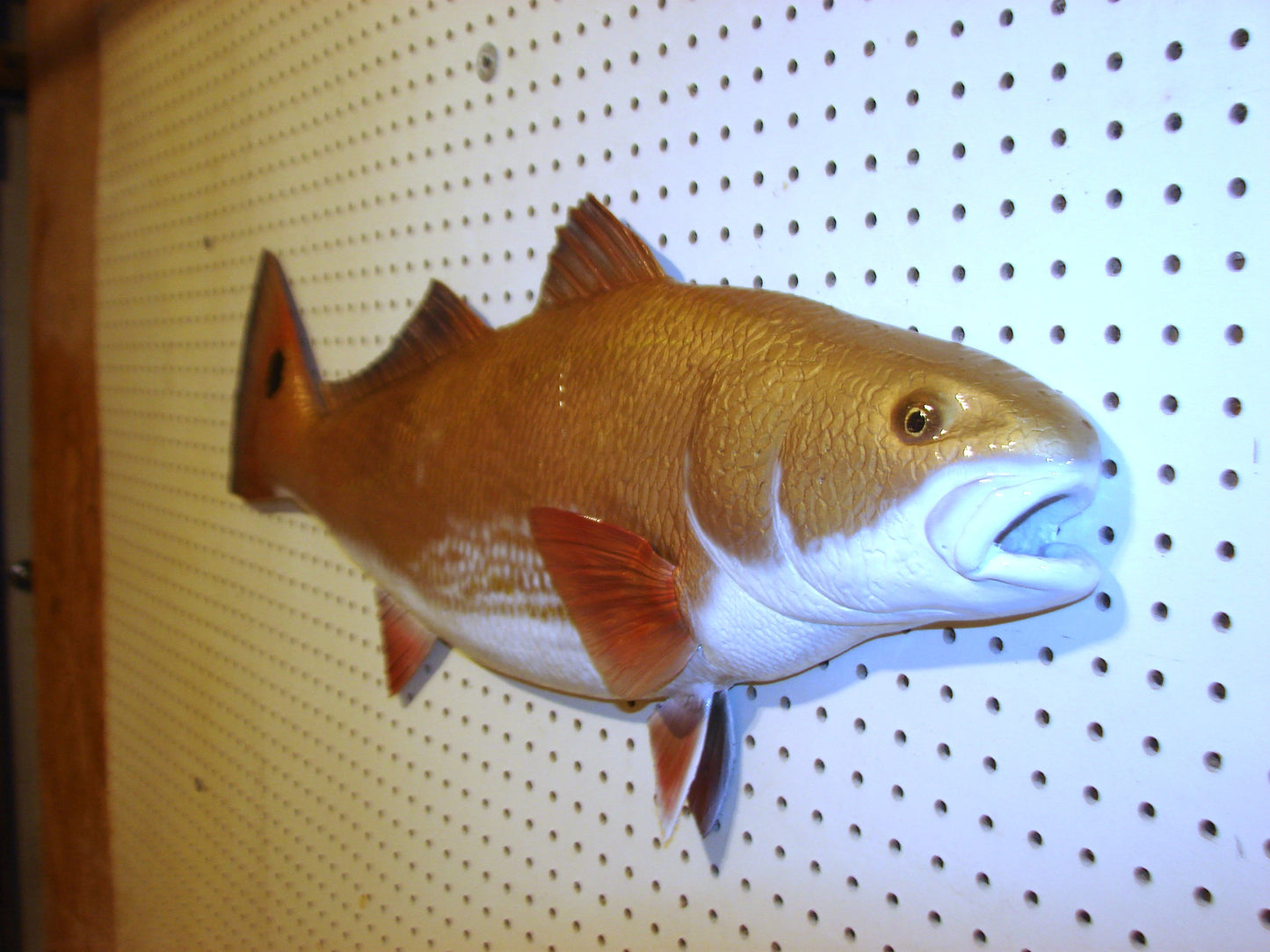 36" Redfish FREE SHIPPING