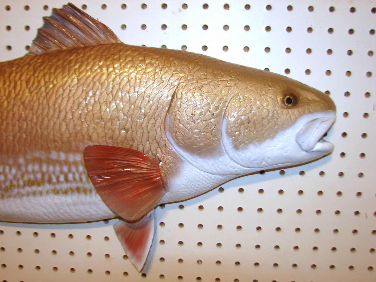 36" Redfish FREE SHIPPING
