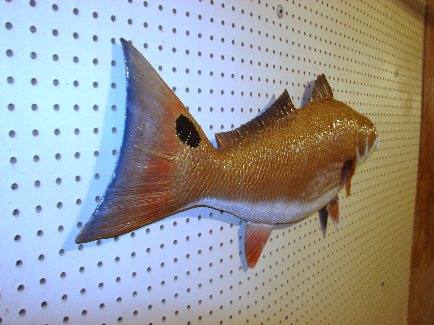 36" Redfish FREE SHIPPING