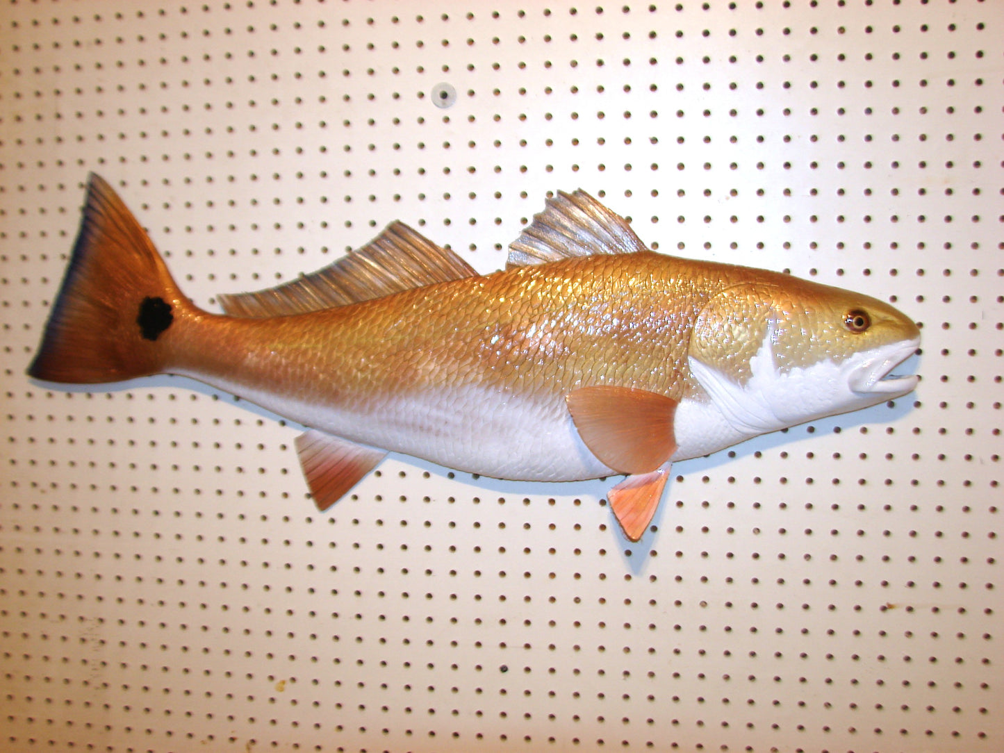 36" Redfish FREE SHIPPING