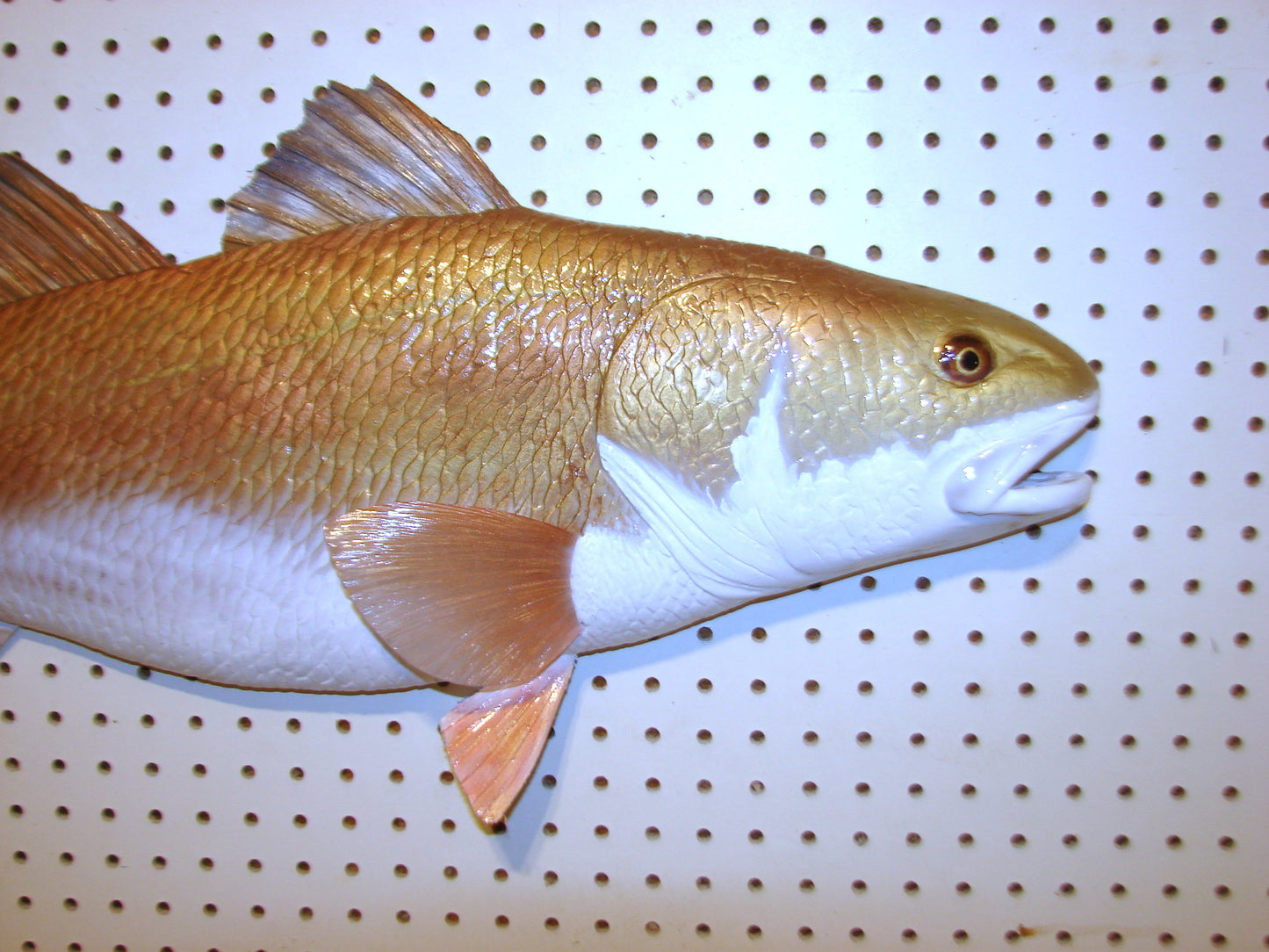 36" Redfish FREE SHIPPING