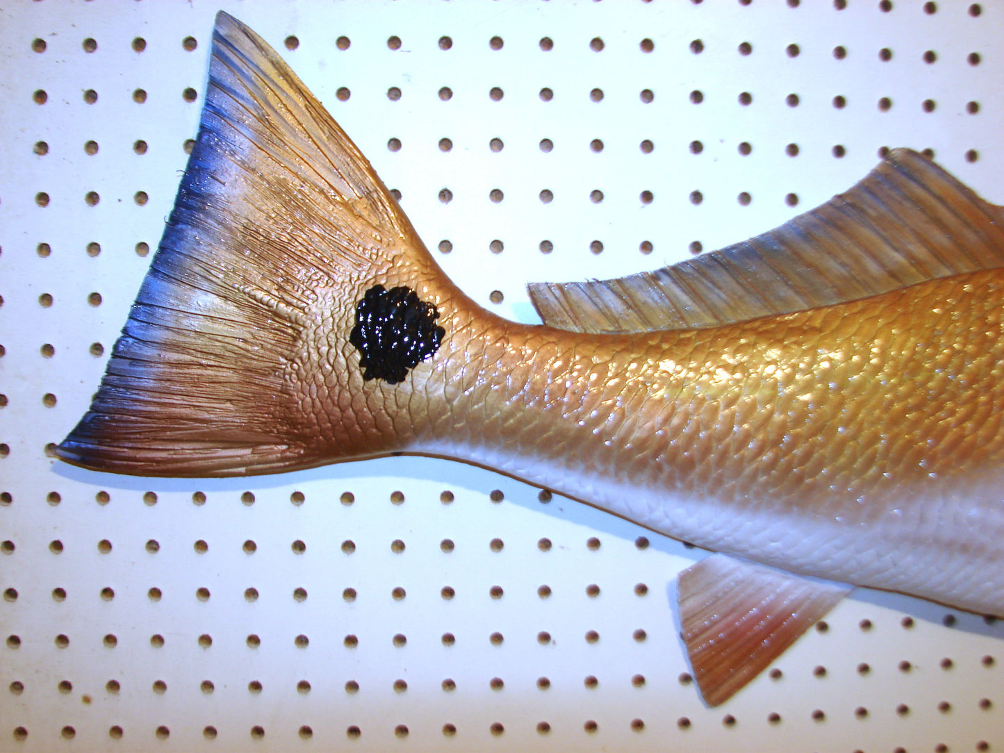 36" Redfish FREE SHIPPING