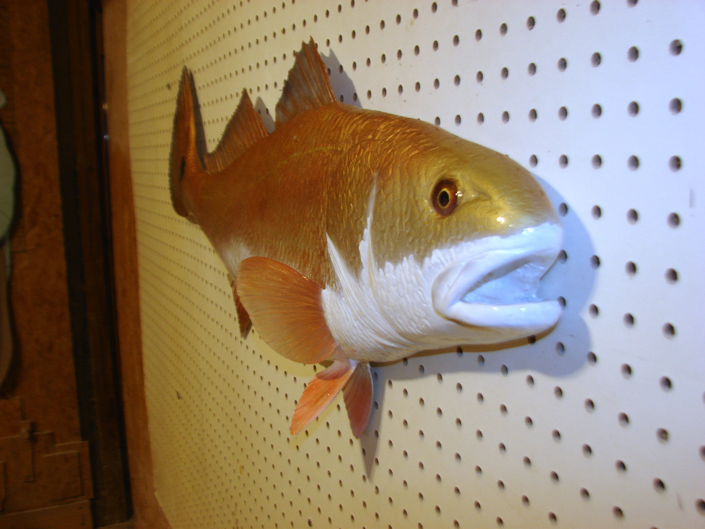 36" Redfish FREE SHIPPING