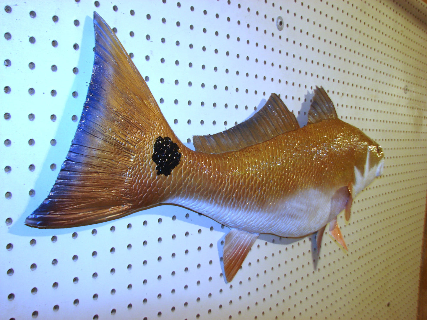 36" Redfish FREE SHIPPING