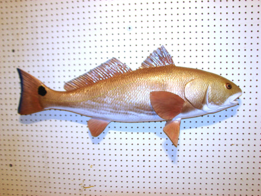 37" Redfish full mount FREE SHIPPING