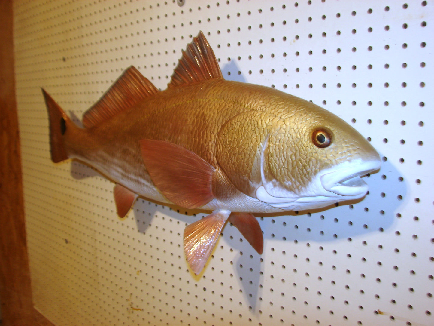 37" Redfish full mount FREE SHIPPING