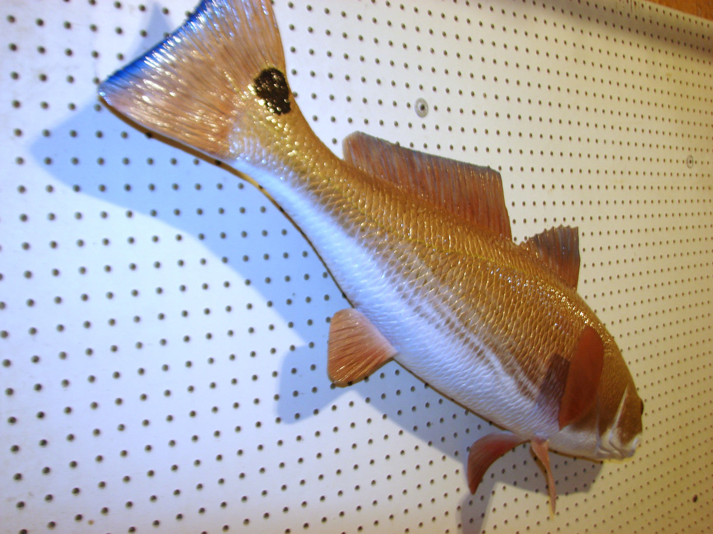 37" Redfish full mount FREE SHIPPING