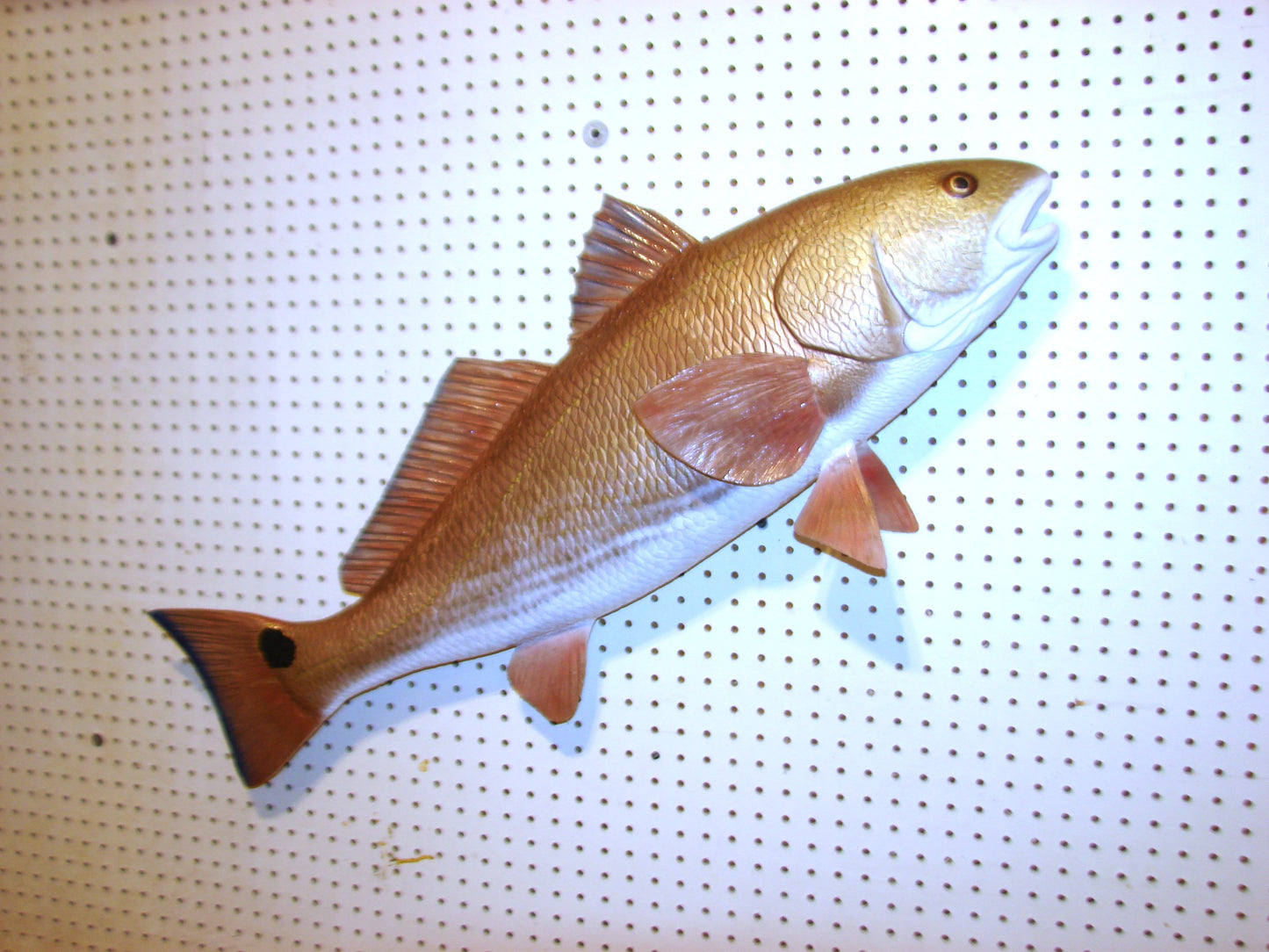 37" Redfish full mount FREE SHIPPING