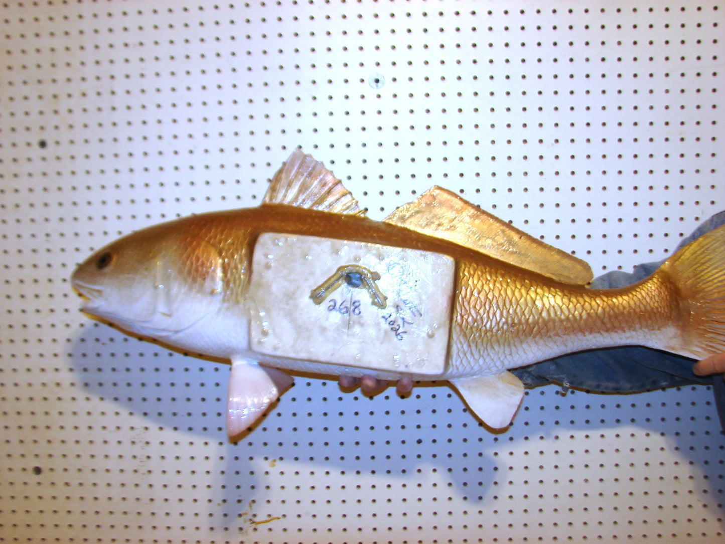 37" Redfish full mount FREE SHIPPING